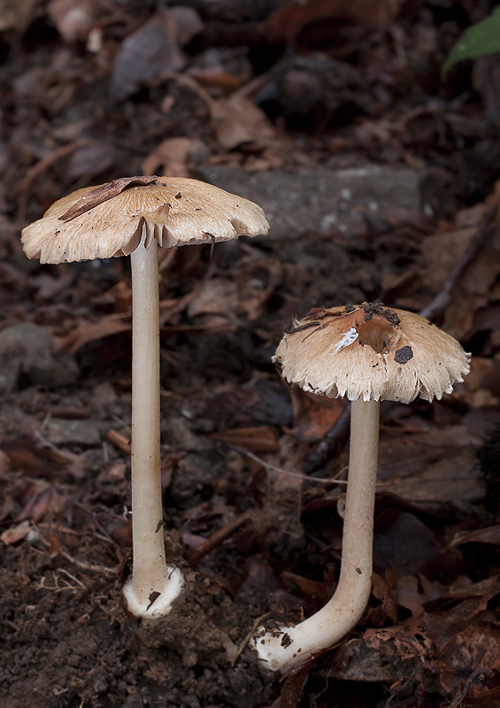 Inocybe xanthomelas